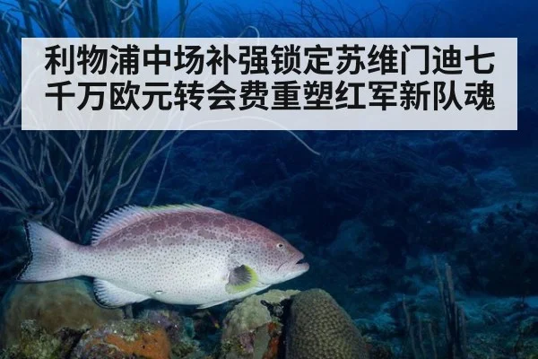 利物浦中场补强锁定苏维门迪七千万欧元转会费重塑红军新队魂